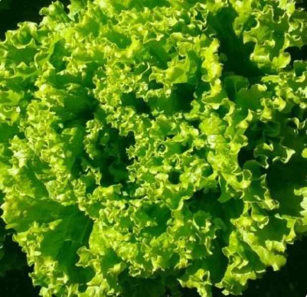 šalát batavia Allyne